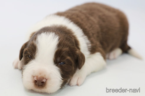 成約済の神奈川県のボーダーコリー-359949の7枚目